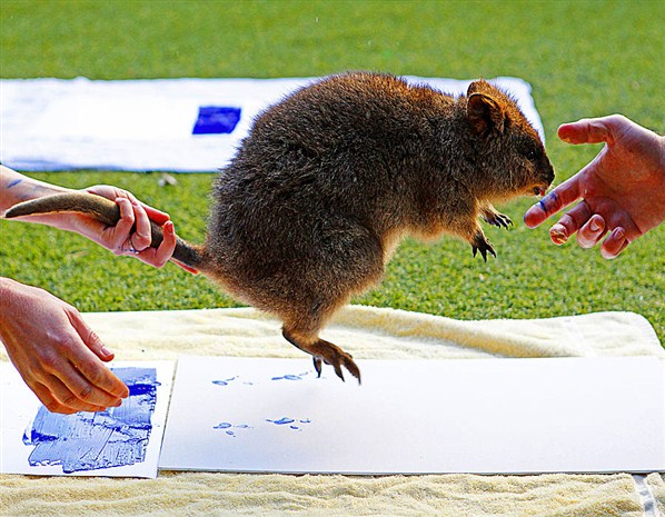  Zookeepers take the footprints of a Quokka