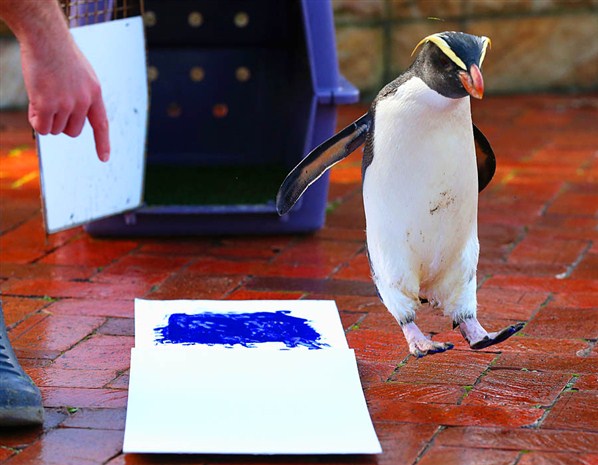  Penguin makes his pledge in Sydney, Australia