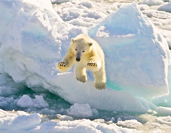  Polar bear ventures near a visiting boat