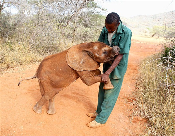  Five month old orphaned elephant called Tembo