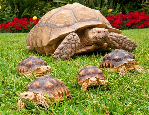  Five African-spurred tortoises