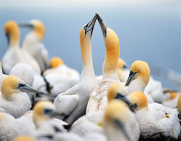  Gannets nest