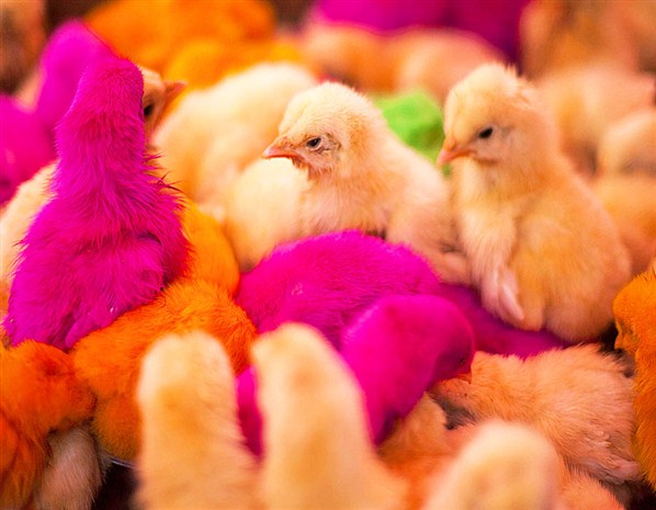  A vendor sells birds on a roadside