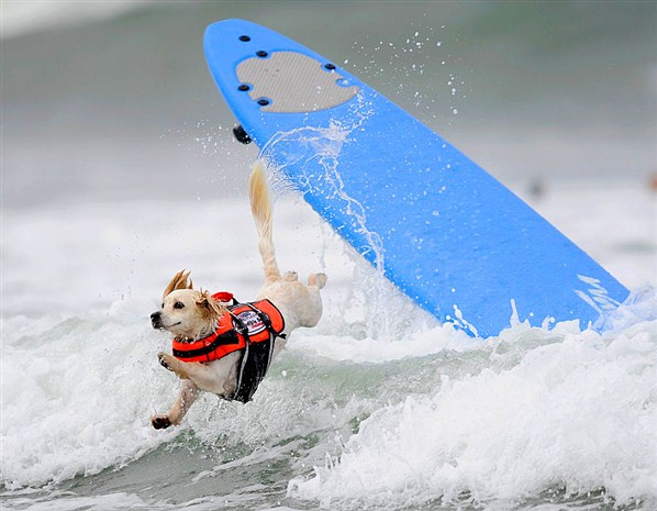  Cody the dog takes part in surfing competition