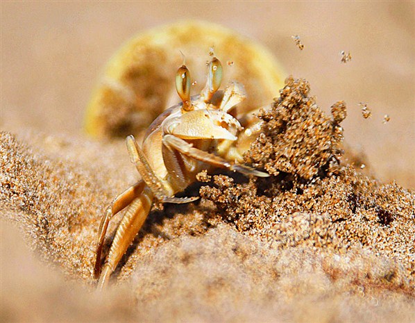  A crab digs at a sand beach