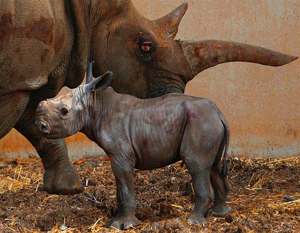  Tanda, a white rhinoceros, stands next to her o