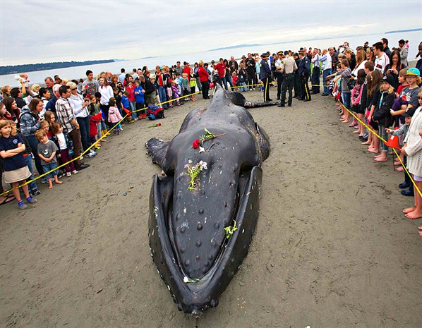  People gather around a beached humpback whale