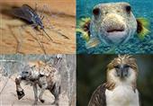بالصور - أكثر 10 حيوانات مفترسة فى العالم والأولى قد تٌصدمك