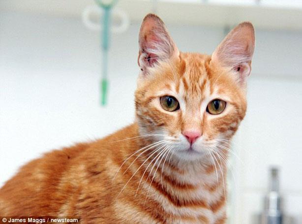 القط المصري "سندباد" ينجح في الوصول لبريطانيا بعد 17 يوم في البحر