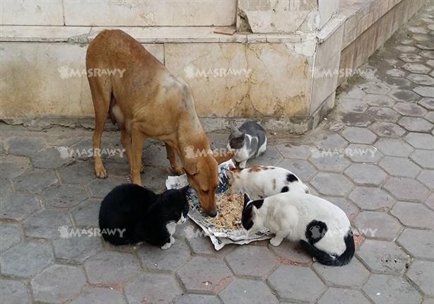 كلب و4 قطط يتناولون الطعام سوياً