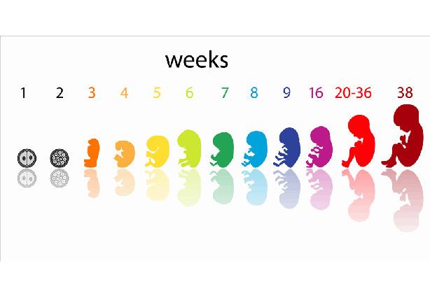 مراحل نمو الجنين في بطن أمه
