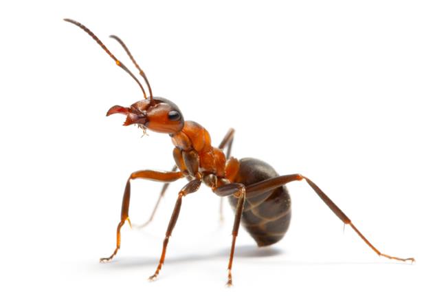 6- النمل