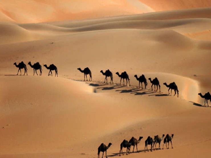 معجزة النبى صلى الله عليه وسلم مع الإبل معجزة النبى صلى الله عليه وسلم مع الإبل