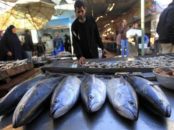 أسعار السمك في أسبوع.. كيلو البوري ينخفض جنيهين في سوق العبور