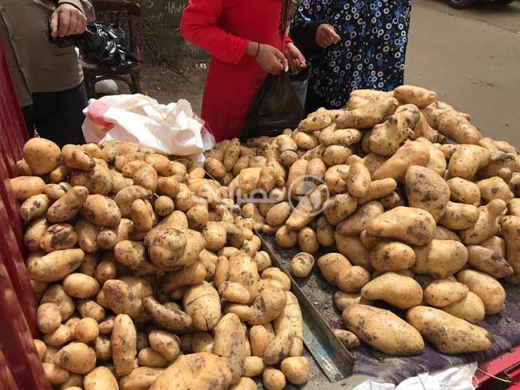 إنتاج كثير معروض أقل.. أين تذهب البطاطس المصرية؟  (فيديوجراف)