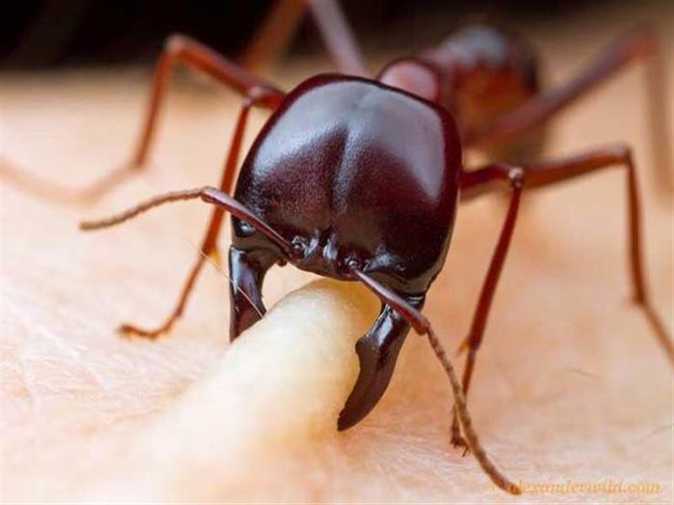 دراسة: النمل يساعد على مكافحة مقاومة البكتيريا للمضادات الحيوية دراسة: النمل يساعد على مكافحة مقاومة البكتيريا للمضادات الحيوية
