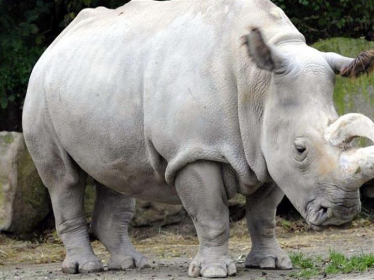 معلومات عن وحيد القرن المنقرض الذي قتله "الموت الرحيم" (صور)...مصراوى