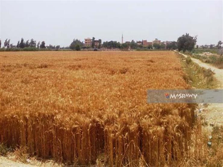 زراعة الإسكندرية تعلن حصاد 1590 فدانًا من محصول القمح زراعة الإسكندرية تعلن حصاد 1590 فدانًا من محصول القمح