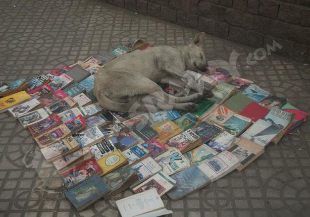  كلب ينام فوق فرشة الكتب