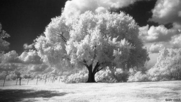 150105143944_gary_cole_photographed_this_tree_using_a_brownie_and_infra-red_film_640x360_garycole