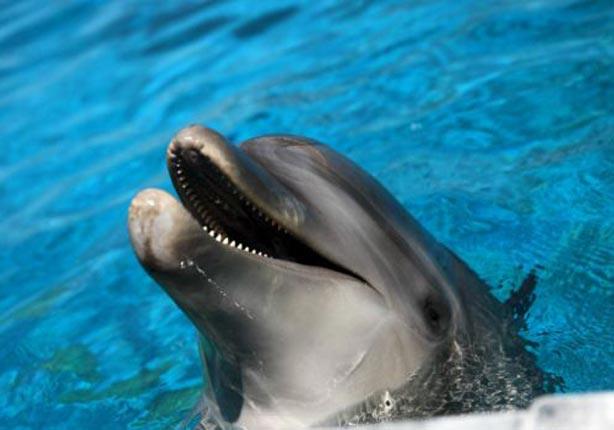 استخدمت الولايات المتحدة أنواعا من الدلافين في السابق للكشف عن الألغام