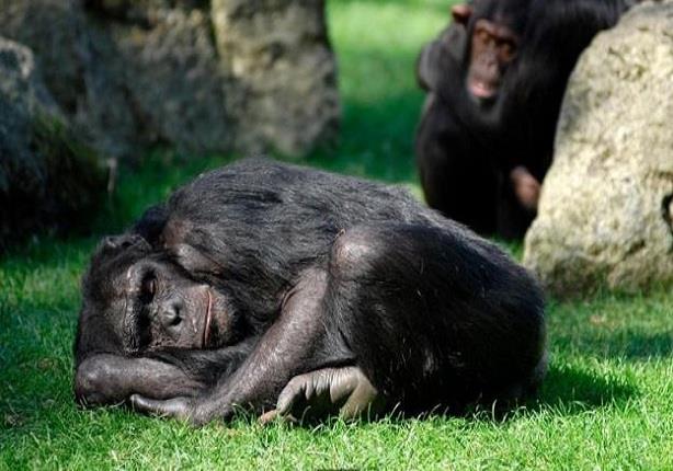 تنام قردة الشمبانزي لفترة طويلة ومتواصلة مثل البشر