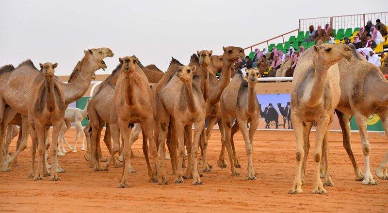 مسابقة جمال الإبل