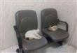قطط تسكن مستشفى الحميات بالإسماعيلية                                                                                                                                                                    