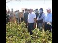 وزير قطاع الأعمال يتفقد تجربة زراعة القطن قصير الت