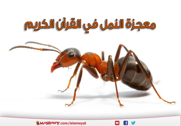 معجزة النمل في القرآن الكريم مصراوى