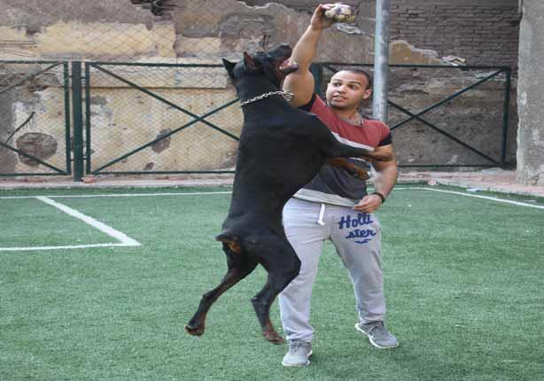 الـ دوبر مان كلب صاحب صاحبه و الغدر مش طبعه مصراوى
