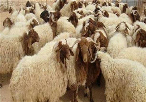 تعرف على أسعار لحوم عيد الأضحى بمنافذ وزارة الزراعة (إنفوجرافيك) تعرف على أسعار لحوم عيد الأضحى بمنافذ وزارة الزراعة (إنفوجرافيك)