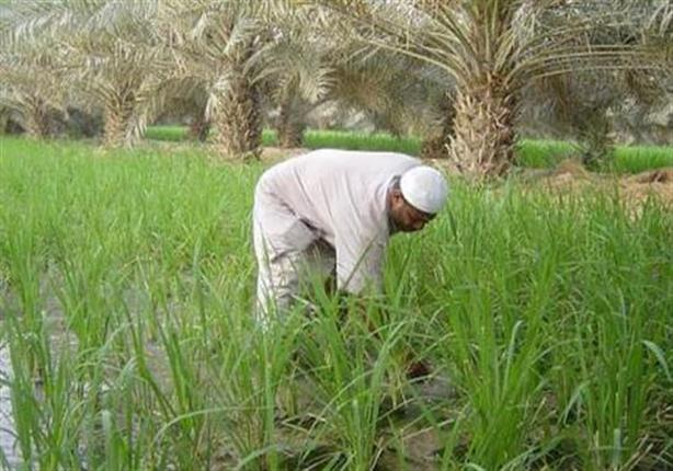 حزب الحرية يهنئ الفلاح المصري بعيده حزب الحرية يهنئ الفلاح المصري بعيده
