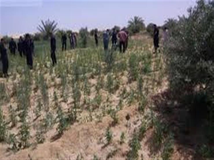 إبادة 399 مزرعة لنباتات البانجو والأفيون بجنوب سيناء إبادة 399 مزرعة لنباتات البانجو والأفيون بجنوب سيناء
