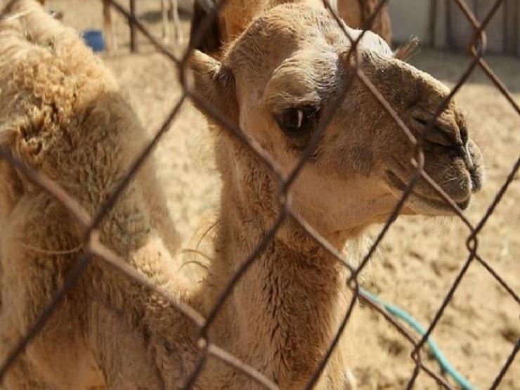السعودية "تطرد الإبل والأغنام القطرية" السعودية "تطرد الإبل والأغنام القطرية"