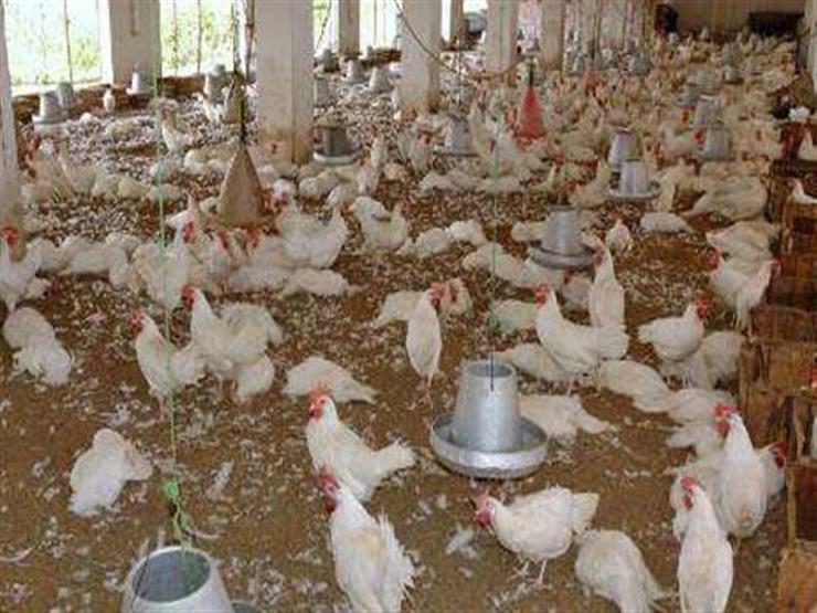 نفوق 6 آلاف دجاجة في حريق مزرعة دواجن بالبحيرة نفوق 6 آلاف دجاجة في حريق مزرعة دواجن بالبحيرة