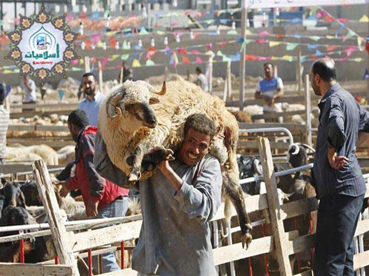 الإفتاء توضح آخر وقت لذبح الأضحية الإفتاء توضح آخر وقت لذبح الأضحية