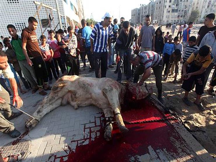 أمين الدعوة بالأزهر: نشر صور الأضحية المذبوحة على "وسائل التواصل" عادة سيئة أمين الدعوة بالأزهر: نشر صور الأضحية المذبوحة على "وسائل التواصل" عادة سيئة