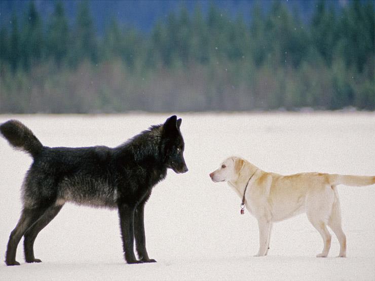  الكلب والذئب.. أيهما أذكى؟