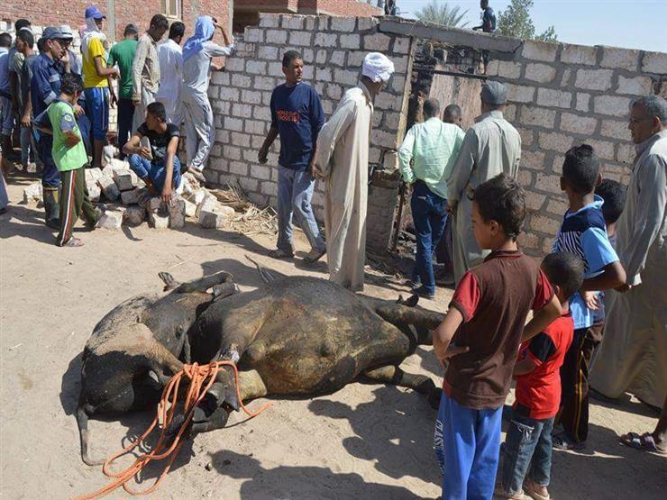 السيطرة على حريق في حظيرة ماشية بسوهاج السيطرة على حريق في حظيرة ماشية بسوهاج