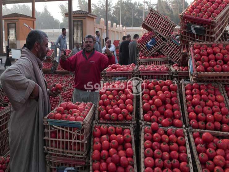 ارتفاع الطماطم.. أسعار الخضر والفاكهة في سوق العبور اليوم ارتفاع الطماطم.. أسعار الخضر والفاكهة في سوق العبور اليوم