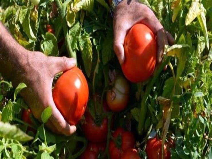 "جودة وتخفيض أسعار".. "الزراعة" تكشف عن بذور جديدة للطماطم والخضروات "جودة وتخفيض أسعار".. "الزراعة" تكشف عن بذور جديدة للطماطم والخضروات