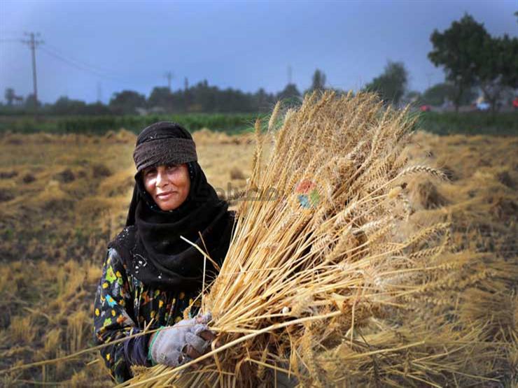 في يومها العالمي.. المرأة الريفية "ملح الأرض" (صور) | مصراوى
