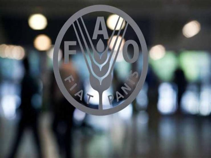 فاو: أسعار الغذاء العالمية ترتفع للمرة الأولى في 5 أشهر في أكتوبر الماضي فاو: أسعار الغذاء العالمية ترتفع للمرة الأولى في 5 أشهر في أكتوبر الماضي