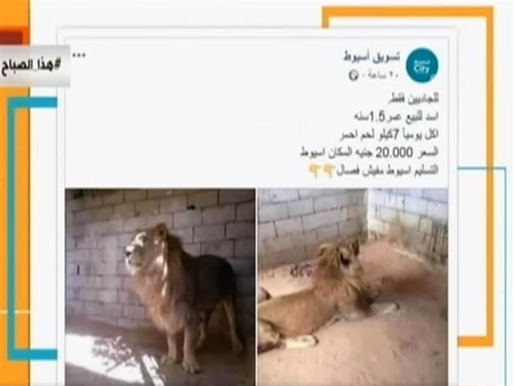 لأول مرة في مصر عرض أسد للبيع على فيسبوك مصراوى