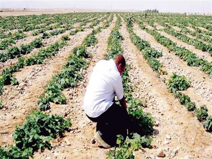 الأوقاف تتولى زراعة 20 ألف فدان بشرق العوينات في الوادي الجديد الأوقاف تتولى زراعة 20 ألف فدان بشرق العوينات في الوادي الجديد