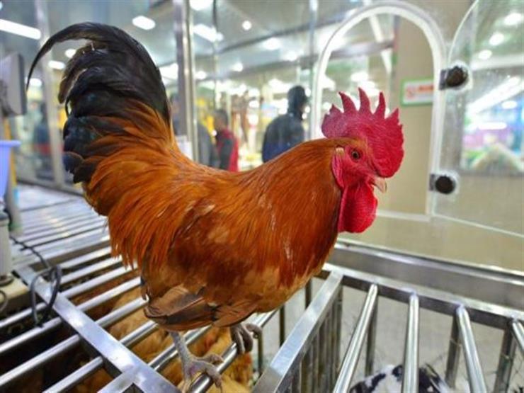 10 جنيهات تراجًعا في أسعار الدواجن البلدي بالأسواق واستقرار البيضاء 10 جنيهات تراجًعا في أسعار الدواجن البلدي بالأسواق واستقرار البيضاء