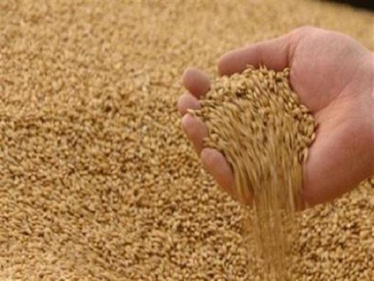 الحكومة تنفي استراد شحنات قمح مسرطنة الحكومة تنفي استراد شحنات قمح مسرطنة