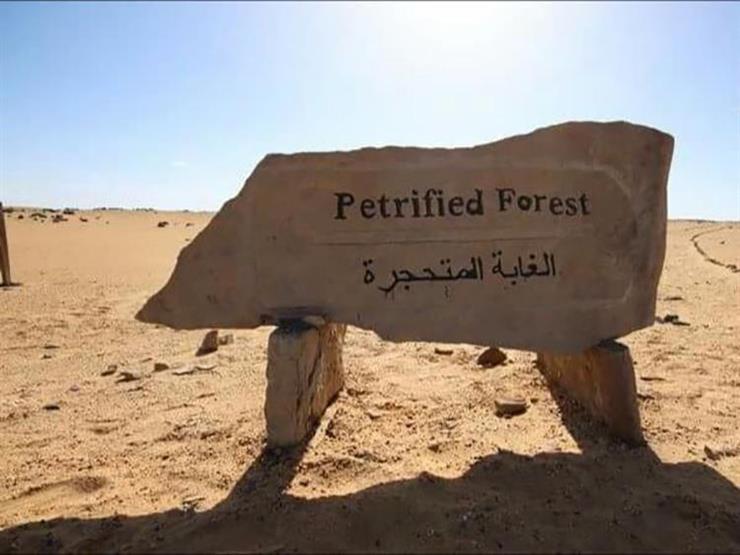 الحكومة تنفي بيع "الغابة المتحجرة" الحكومة تنفي بيع "الغابة المتحجرة"