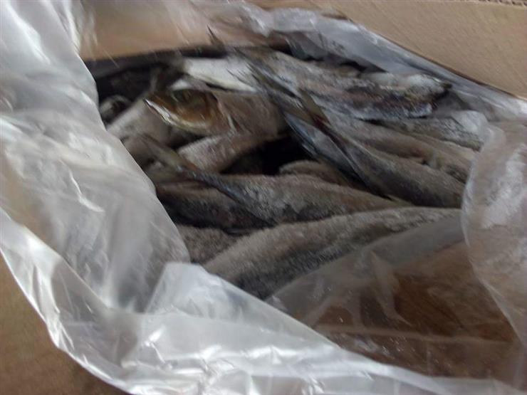 ضبط 3.8 طن أسماك مجمدة فاسدة في حملة للطب البيطري بالإسكندرية ضبط 3.8 طن أسماك مجمدة فاسدة في حملة للطب البيطري بالإسكندرية